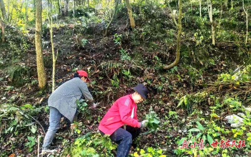 康縣：藥香漫山鄉 富民產業興