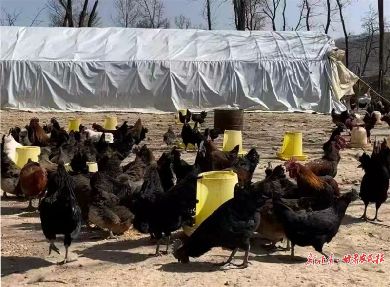 華亭：土雞成&ldquo;金雞&rdquo;鄉愁變&ldquo;錢景&rdquo;