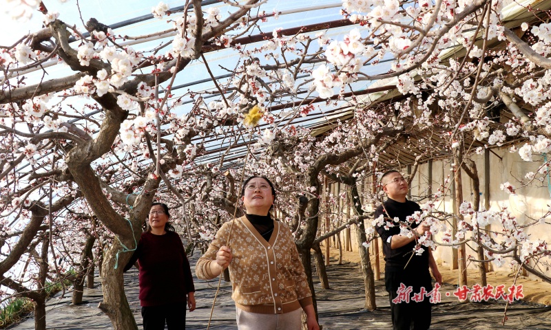 果農在大棚進行杏花授粉