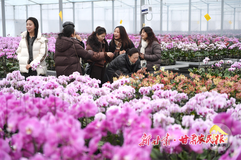 冬日何處尋春？秦州花海已成打卡新地標