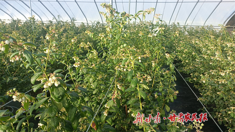 甘谷藍莓搶&ldquo;鮮&rdquo;迎春！西北優質鮮果春節前登陸全國高端市場 