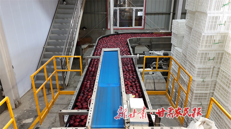 甘谷蘋果銷售迎旺季 訂單盈門產銷兩旺 