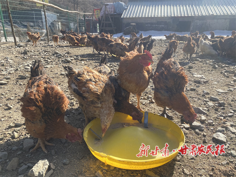甘谷縣：林下養出&ldquo;金鳳凰&rdquo; 生態鋪就致富路