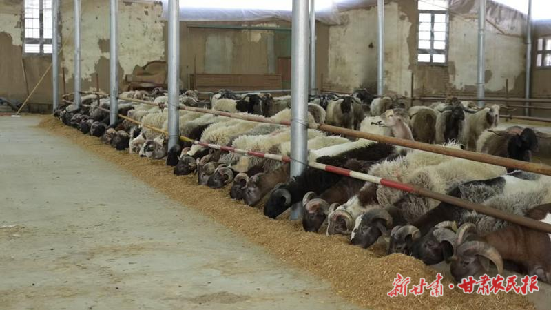 產(chǎn)銷兩旺！廣河牛羊產(chǎn)業(yè)迎來近五年最好時(shí)期