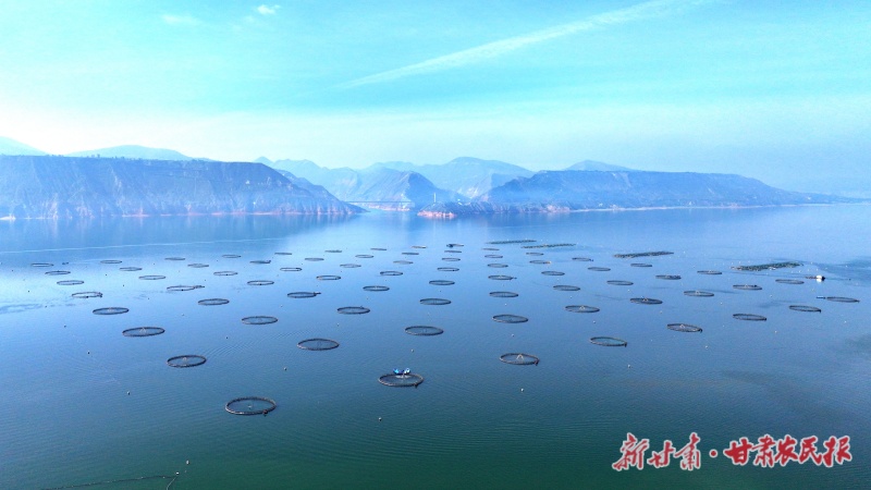 一尾黃河魚 躍動(dòng)生態(tài)富民新畫卷