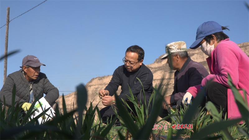甘谷縣：33.4萬(wàn)畝冬小麥春管正當(dāng)時(shí) 農(nóng)技護(hù)航筑牢糧食豐收根基