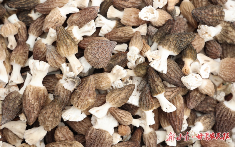 康縣：羊肚菌撐起&ldquo;致富傘&rdquo;