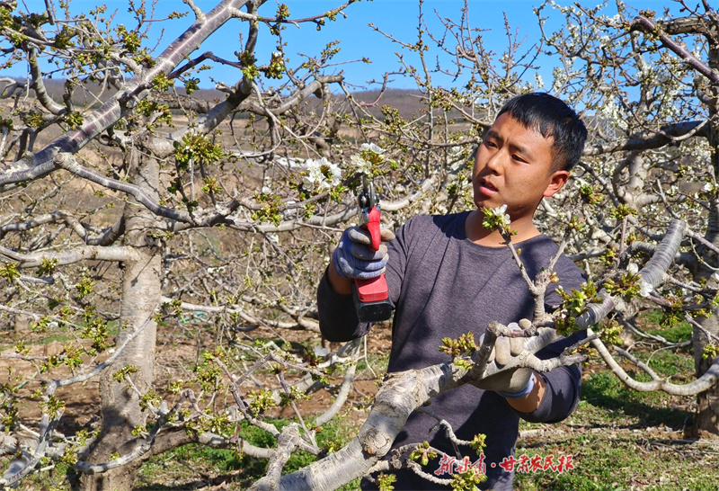 秦州區：櫻綴枝頭添新景 產業賦能促振興