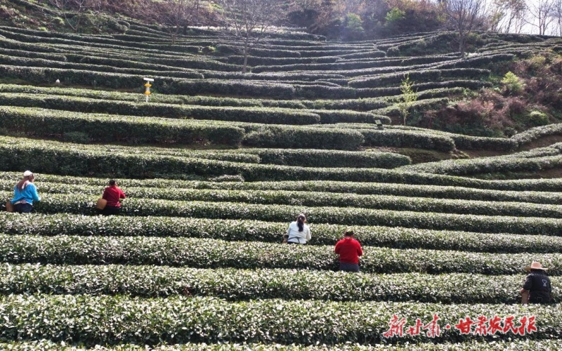 康縣：綠芽&ldquo;躍&rdquo;指尖 茶香&ldquo;飄&rdquo;云端